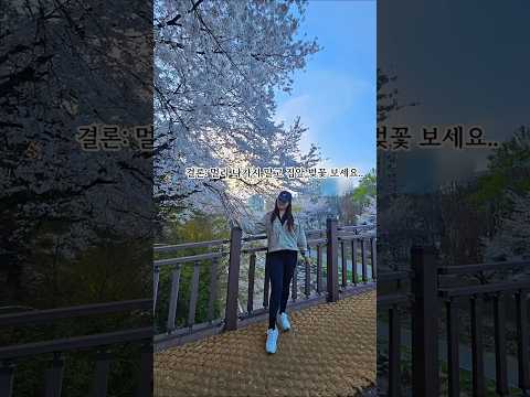 석촌호수 벚꽃 실시간 후기.. (가지 마세요)