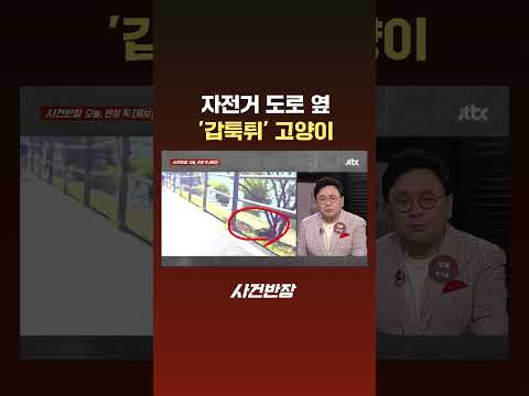 자전거 도로 옆 '갑툭튀' 고양이 #JTBC #Shorts