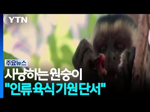 사냥하는 원숭이..."인류 육식 기원 단서 제공" / YTN